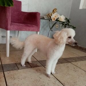 Salon za šišanje pasa i mačaka GROOMING CENTRE BEST IN SHOW Pančevo
