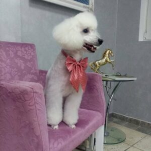 Salon za šišanje pasa i mačaka GROOMING CENTRE BEST IN SHOW Pančevo