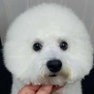 Salon za šišanje pasa i mačaka GROOMING CENTRE BEST IN SHOW Pančevo