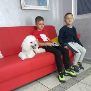 Salon za šišanje pasa i mačaka GROOMING CENTRE BEST IN SHOW Pančevo