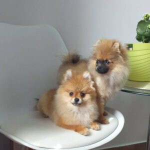 Salon za šišanje pasa i mačaka GROOMING CENTRE BEST IN SHOW Pančevo