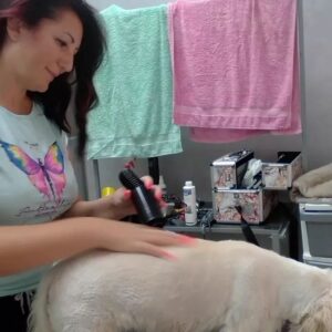 Salon za šišanje pasa i mačaka GROOMING CENTRE BEST IN SHOW Pančevo