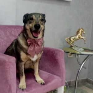 Salon za šišanje pasa i mačaka GROOMING CENTRE BEST IN SHOW Pančevo