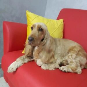 Salon za šišanje pasa i mačaka GROOMING CENTRE BEST IN SHOW Pančevo