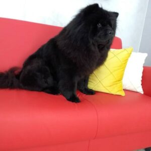 Salon za šišanje pasa i mačaka GROOMING CENTRE BEST IN SHOW Pančevo