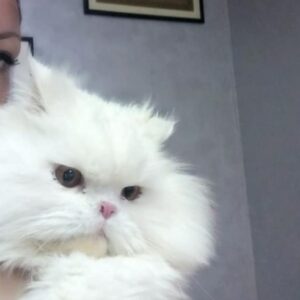 Salon za šišanje pasa i mačaka GROOMING CENTRE BEST IN SHOW Pančevo