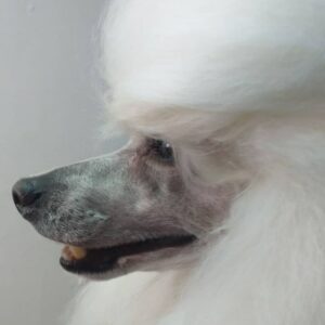 Salon za šišanje pasa i mačaka GROOMING CENTRE BEST IN SHOW Pančevo