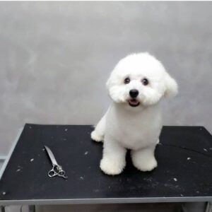 Salon za šišanje pasa i mačaka GROOMING CENTRE BEST IN SHOW Pančevo