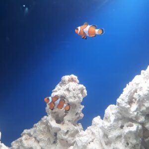 Akvaristika pet shop AQUA ZOO SHOP Vračar