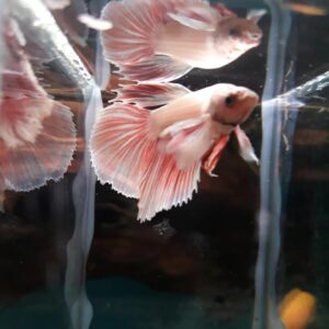 Akvaristika pet shop AQUA ZOO SHOP Vračar