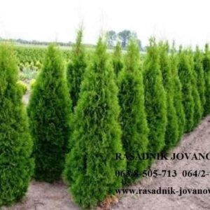 Ruže stablašice u više boja Rasadnik Jovanovič Kovin – Pločica