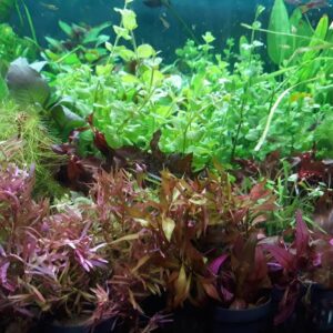 Akvaristika pet shop AQUA ZOO SHOP Vračar