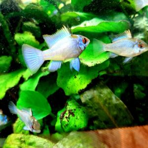 Akvaristika pet shop AQUA ZOO SHOP Vračar