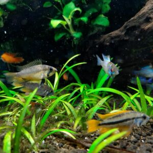 Akvaristika pet shop AQUA ZOO SHOP Vračar
