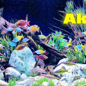 Akvaristika pet shop AQUA ZOO SHOP Vračar