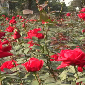 Ruže stablašice u više boja Rasadnik Jovanovič Kovin – Pločica