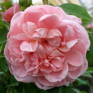 Ruže stablašice u više boja Rasadnik Jovanovič Kovin – Pločica