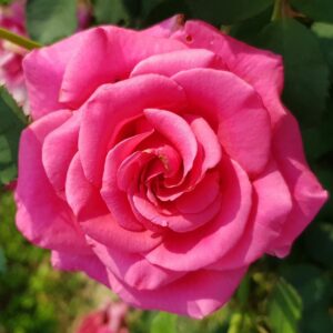 Ruže stablašice u više boja Rasadnik Jovanovič Kovin – Pločica