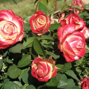 Ruže stablašice u više boja Rasadnik Jovanovič Kovin – Pločica