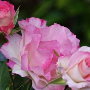 Ruže stablašice u više boja Rasadnik Jovanovič Kovin – Pločica