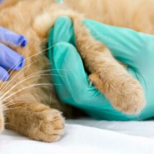 Veterinarska stanica VIDENOVIĆ – Zaječar