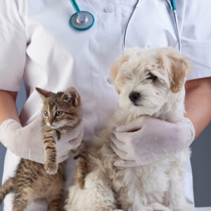Veterinarska stanica VIDENOVIĆ – Zaječar