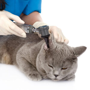 Veterinarska stanica VIDENOVIĆ – Zaječar