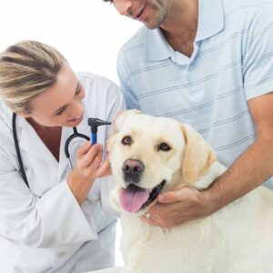 Veterinarska stanica VIDENOVIĆ – Zaječar
