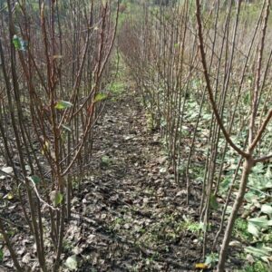 Voćne sadnice Kruševac – Fruit Co. Milovanović