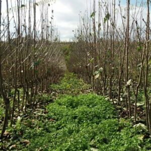 Voćne sadnice Kruševac – Fruit Co. Milovanović