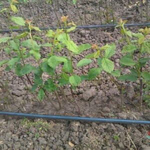 Voćne sadnice Kruševac – Fruit Co. Milovanović