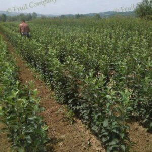 Voćne sadnice Kruševac – Fruit Co. Milovanović