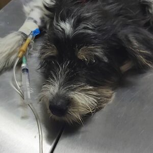 Veterinarska stanica TIKAVET Mladenovac
