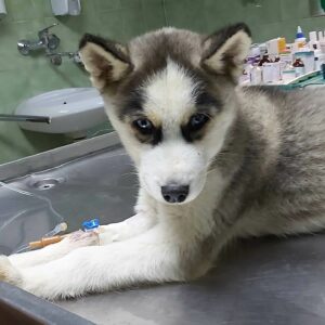Veterinarska ambulanta APA VET Apatin