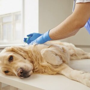 Veterinarska ambulanta APA VET Apatin