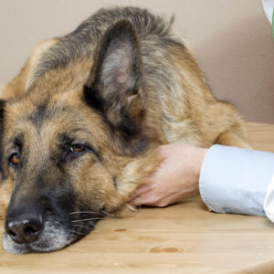 Veterinarska ambulanta APA VET Apatin