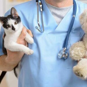 Veterinarska ambulanta APA VET Apatin