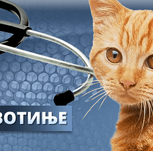 Veterinarska stanica TIKAVET Mladenovac