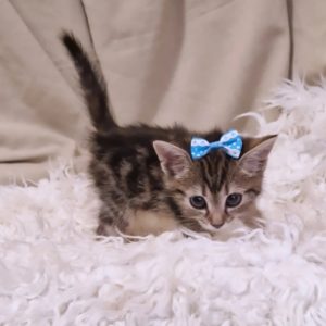 Salon za šišanje i negu pasa Subotica BOKINE ŠAPE