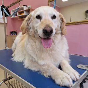 Salon za šišanje i negu pasa Subotica BOKINE ŠAPE