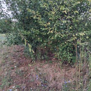 Uredjenje dvorišta moja najlepša bašta Osečina