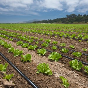 Izrada polietilenskih cevi Panon Plast Palić