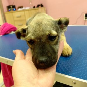 Salon za šišanje i negu pasa Subotica BOKINE ŠAPE