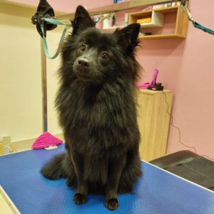 Salon za šišanje i negu pasa Subotica BOKINE ŠAPE