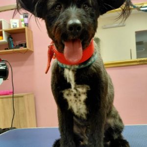 Salon za šišanje i negu pasa Subotica BOKINE ŠAPE