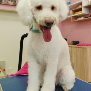 Salon za šišanje i negu pasa Subotica BOKINE ŠAPE