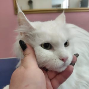 Salon za šišanje i negu pasa Subotica BOKINE ŠAPE