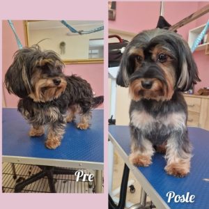 Salon za šišanje i negu pasa Subotica BOKINE ŠAPE