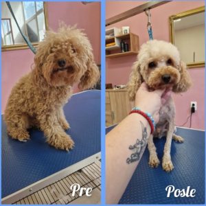 Salon za šišanje i negu pasa Subotica BOKINE ŠAPE