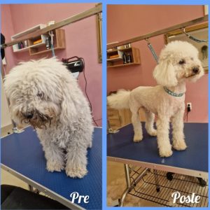 Salon za šišanje i negu pasa Subotica BOKINE ŠAPE